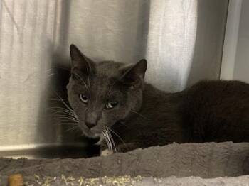 Domestic Short Hair Cats Available for Adoption in Tustin, California - HENRIK | PetCurious