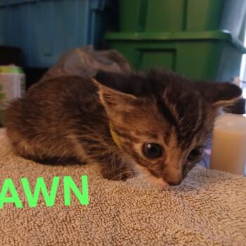 Rescue Domestic Short Hair Cats for Adoption in Baytown, Texas - Dawn | PetCurious