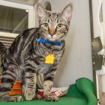 STARBURST -  Domestic Short Hair Cat for Adoption in St. Louis, Missouri - STARBURST | PetCurious