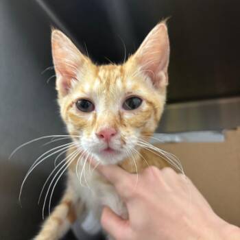 Alfonso -  Domestic Short Hair Cat for Adoption in West Olive, Michigan - Alfonso | PetCurious