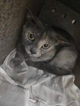 Takis -  Domestic Short Hair Cat for Adoption in Sevierville, Tennessee - Takis | PetCurious