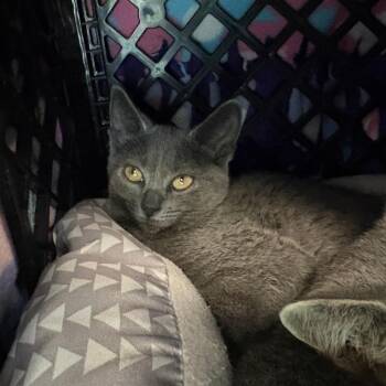 Kelsey -  Domestic Short Hair Cat for Adoption in Brockton, Massachusetts - Kelsey | PetCurious