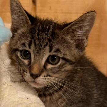 Max -  Domestic Short Hair Cat for Adoption in Cat Spring, Texas - Max | PetCurious