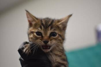 Damon -  Domestic Short Hair Cat for Adoption in Portland, Oregon - Damon | PetCurious