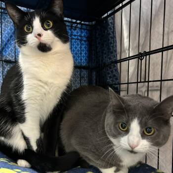Rescue Domestic Short Hair Cats for Adoption in Mokena, Illinois - Daphne & Violet | PetCurious