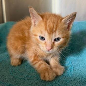 Jensen -  Domestic Short Hair Cat Available for Adoption in Cumming, Georgia - Jensen | PetCurious