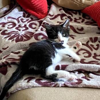 Rescue Domestic Short Hair Cats for Adoption in Long Beach, California - Winnie | PetCurious