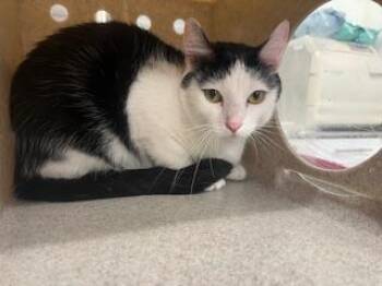 JACKIE -  Domestic Short Hair Cat for Adoption in Antioch, California - JACKIE | PetCurious
