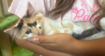 Lily / Lotus -  Domestic Short Hair Cat for Adoption in Minneapolis, Minnesota - Lily / Lotus | PetCurious