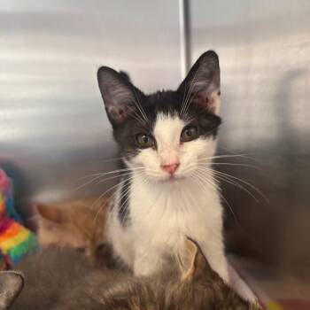 Crayon -  Domestic Short Hair Cat for Adoption in Newark, New Jersey - Crayon | PetCurious