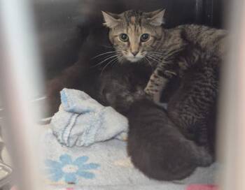 TRIX -  Domestic Short Hair Cat for Adoption in Decatur, Illinois - TRIX | PetCurious