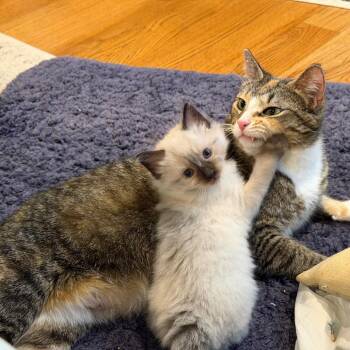 Domestic Short Hair Cats Available for Adoption in Durham, North Carolina - Donut | PetCurious