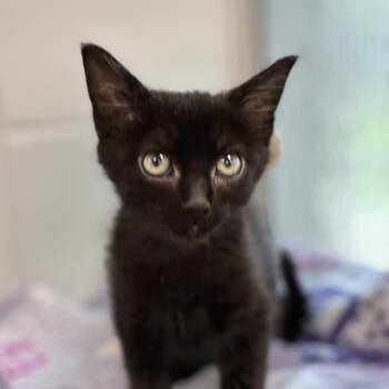 Domestic Short Hair Cats Available for Adoption in South Elgin, Illinois - Spumoni | PetCurious
