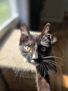 Davy Jones -  Domestic Short Hair Cat for Adoption in Royal Oak, Michigan - Davy Jones | PetCurious