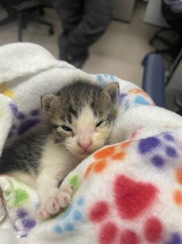 TOMMY -  Domestic Short Hair Cat for Adoption in Dallas, Texas - TOMMY | PetCurious