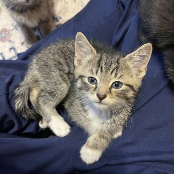 Domestic Short Hair Cats Available for Adoption in Warren, New Jersey - Jewel | PetCurious