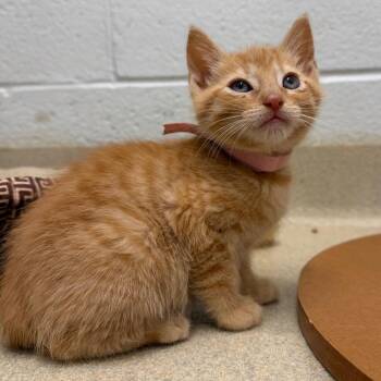 Domestic Short Hair Cats Available for Adoption in Marshall, Virginia - Prince | PetCurious