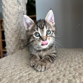 Karina -  Domestic Short Hair Cat for Adoption in Fort Lauderdale, Florida - Karina | PetCurious