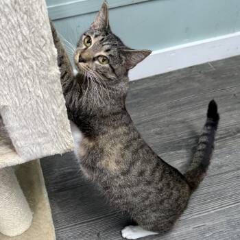 Rescue Domestic Short Hair Cats for Adoption in Freeport, Florida - Tiana | PetCurious