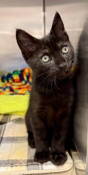 Domestic Short Hair Cats Available for Adoption in Ocala, Florida - Muffler (Petsmart) | PetCurious