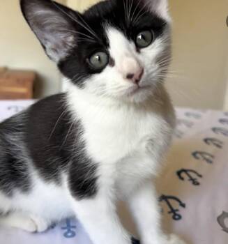 Cal -  Domestic Medium Hair Cat for Adoption in Albuquerque, New Mexico - Cal | PetCurious