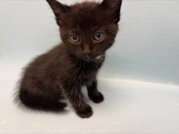 Sonja -  Domestic Short Hair Cat for Adoption in Woodbury, Minnesota - Sonja | PetCurious