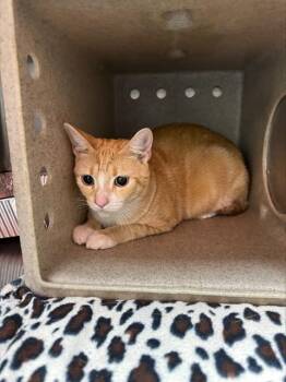 A798681 -  Domestic Short Hair Cat for Adoption in Louisville, Kentucky - A798681 | PetCurious