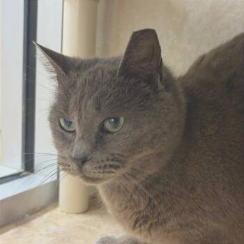 Domestic Short Hair Cats Available for Adoption in Chattanooga, Tennessee - Mister Mans | PetCurious