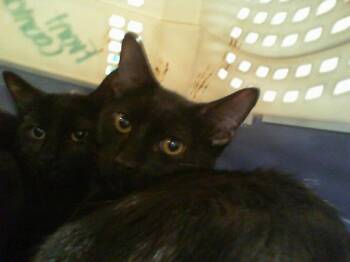 A1269234 -  Domestic Short Hair Cat for Adoption in Charlotte, North Carolina - A1269234 | PetCurious