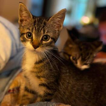 Savannah -  Domestic Short Hair and Mixed Breed Cat for Adoption in Voorhees Township, New Jersey - Savannah | PetCurious