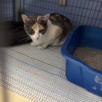Night Wing -  American Shorthair Cat for Adoption in Tipton, Iowa - Night Wing | PetCurious