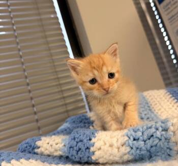 Marigold -  Domestic Short Hair and Tabby Cat for Adoption in Batesville, Arkansas - Marigold | PetCurious