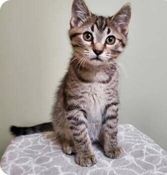 Theo -  Domestic Short Hair Cat for Adoption in Reeseville, Wisconsin - Theo | PetCurious