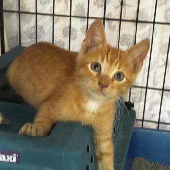 Juice -  Domestic Short Hair Cat for Adoption in Fort Lauderdale, Florida - Juice | PetCurious