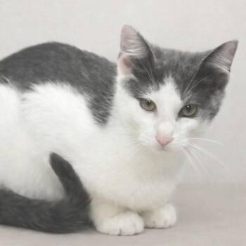 American Shorthair Cats Available for Adoption in Austin, Texas - May Day | PetCurious