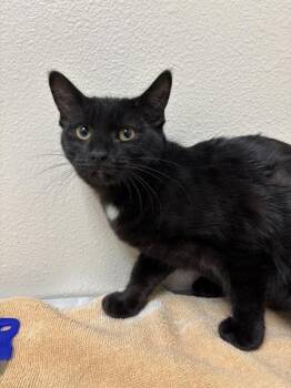Buttercup -  Domestic Short Hair Cat for Adoption in Sherwood, Oregon - Buttercup | PetCurious
