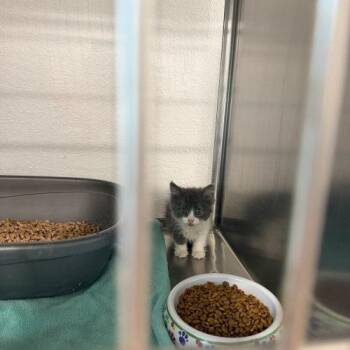 Tikka -  Domestic Long Hair Cat for Adoption in Visalia, California - Tikka | PetCurious