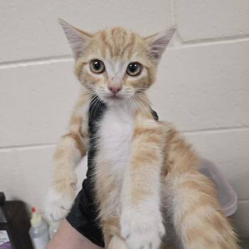Trousers -  Domestic Short Hair Cat for Adoption in Reno, Nevada - Trousers | PetCurious