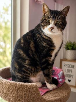 Rambo -  Domestic Short Hair Cat for Adoption in Othello, Washington - Rambo | PetCurious