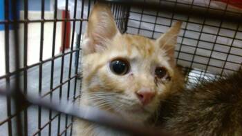 JACK -  Domestic Short Hair Cat for Adoption in Doral, Florida - JACK | PetCurious