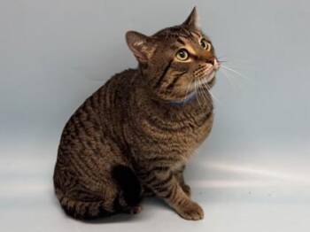 Rocky -  Domestic Short Hair Cat for Adoption in Golden Valley, Minnesota - Rocky | PetCurious