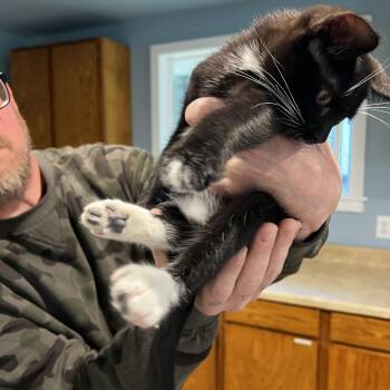 Rescue American Shorthair Cats for Adoption in Eatonville, Washington - Keys | PetCurious