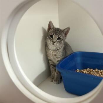 EMMI -  Domestic Medium Hair Cat for Adoption in Sugar Land, Texas - EMMI | PetCurious