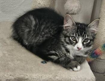 26-37 Brigitta -  Domestic Medium Hair Cat for Adoption in St. Helens, Oregon - 26-37 Brigitta | PetCurious