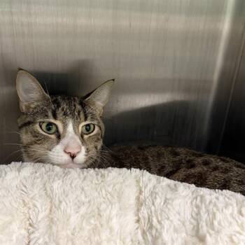 ROEN -  Domestic Short Hair Cat for Adoption in Barnstable, Massachusetts - ROEN | PetCurious