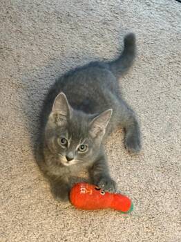 Rufus -  Domestic Short Hair Cat for Adoption in Pasco, Washington - Rufus | PetCurious