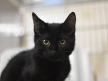 Ravioli -  Domestic Short Hair Cat for Adoption in Portland, Oregon - Ravioli | PetCurious