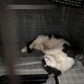 Domestic Medium Hair Cats Available for Adoption - Atticus 2 | PetCurious