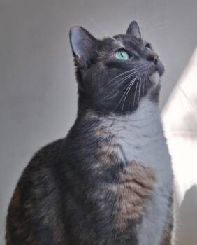 Domestic Short Hair Cats Available for Adoption in New York, New York - Sparkle | PetCurious