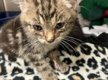 Roll -  Domestic Short Hair Cat for Adoption in Woodbury, Minnesota - Roll | PetCurious